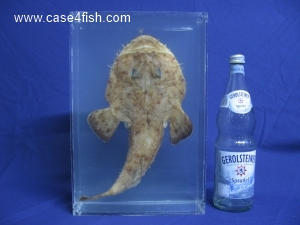 Foto Galerie/Lophiiformes/Lophius piscatorius/Lophius piscatorius_08_S.jpg